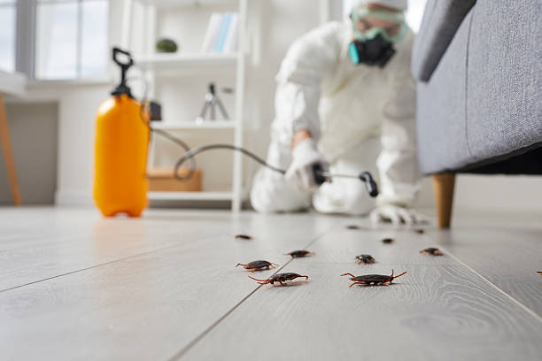 Post-Treatment Bed Bug Interceptor Monitoring in Balm